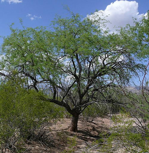 Mesquite tree