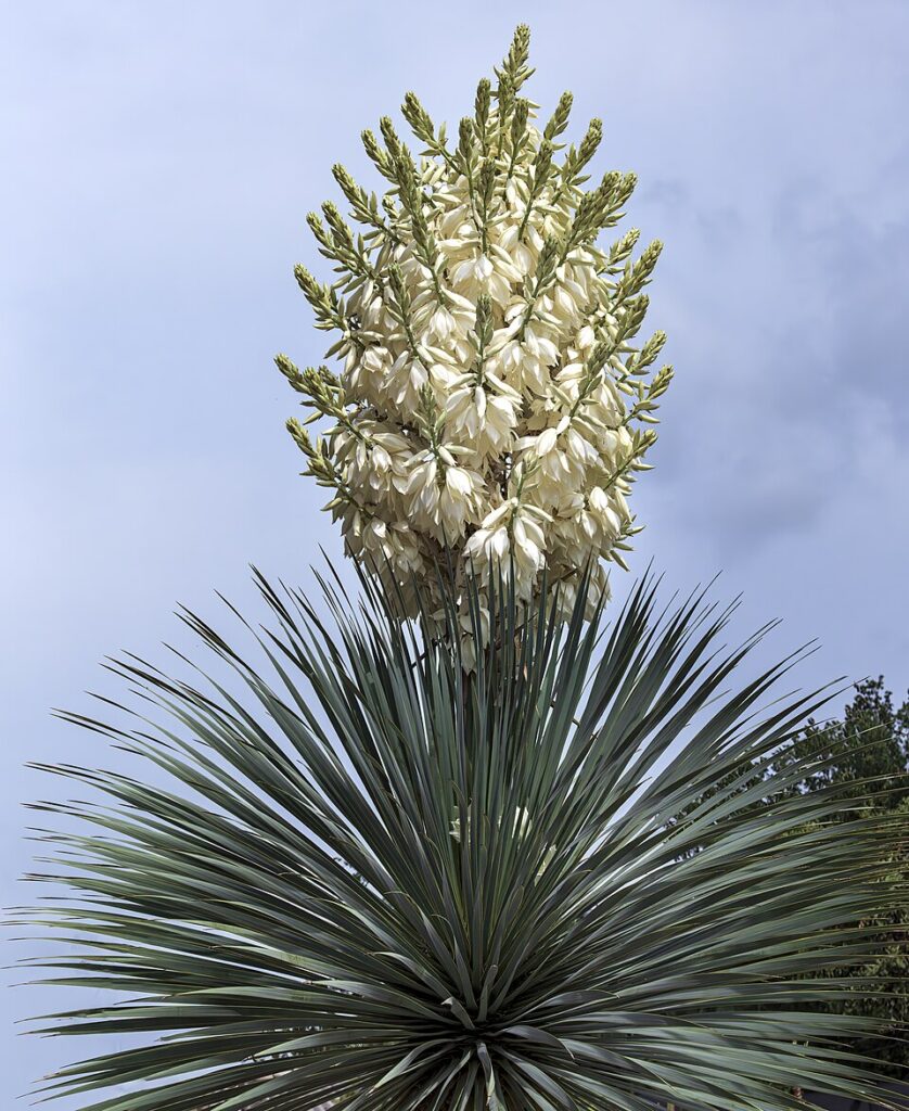 Yucca plant in bloom