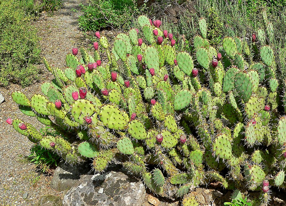 Prickly pear cactus