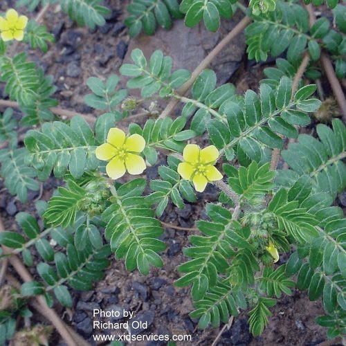 Goathead flower and leaves