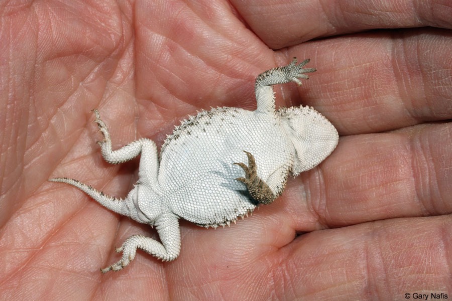 Horny toad belly
