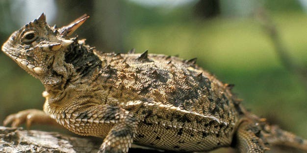 Horny toad