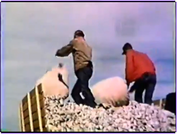 Emptying sacks of cotton into the trailer