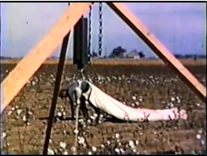 Scale for weighing cotton sacks