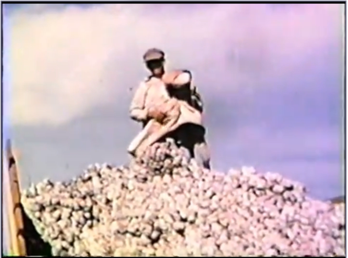 Emptying cotton sack into the trailer