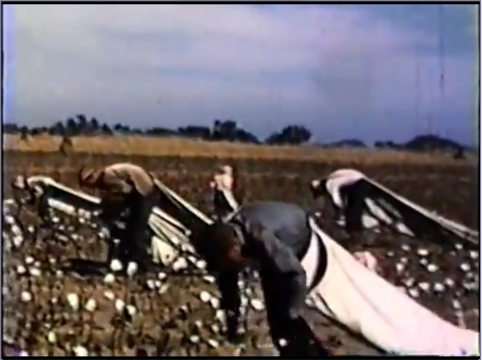 Pulling cotton in a field near Brice Texas in the Panhandle