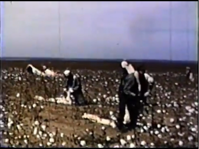 Pulling cotton in a field near Brice Texas in the Panhandle
