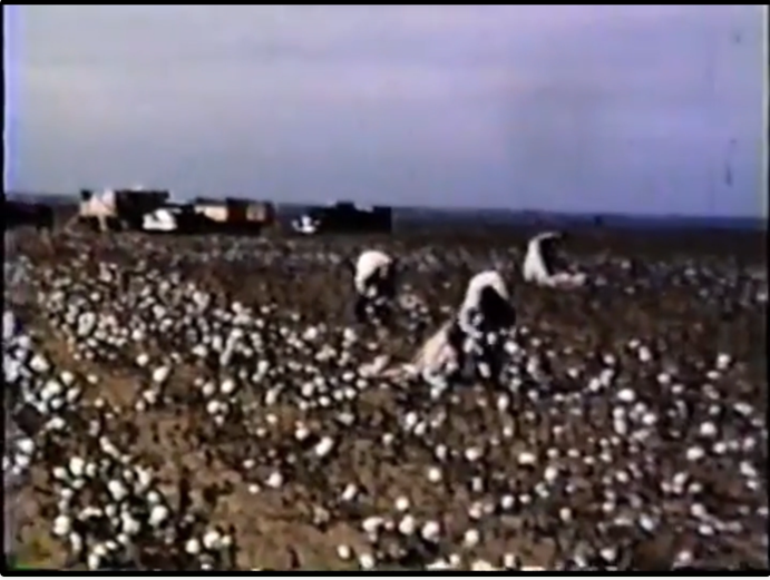 Pulling cotton in a field near Brice Texas in the Panhandle