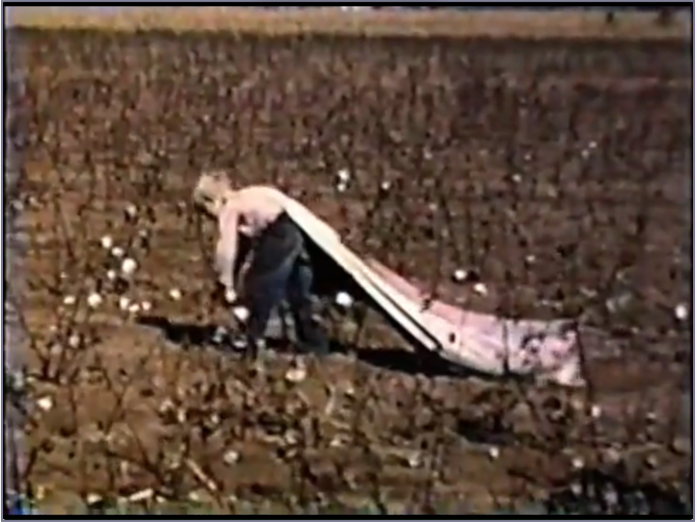 Pulling cotton in a field near Brice Texas in the Panhandle