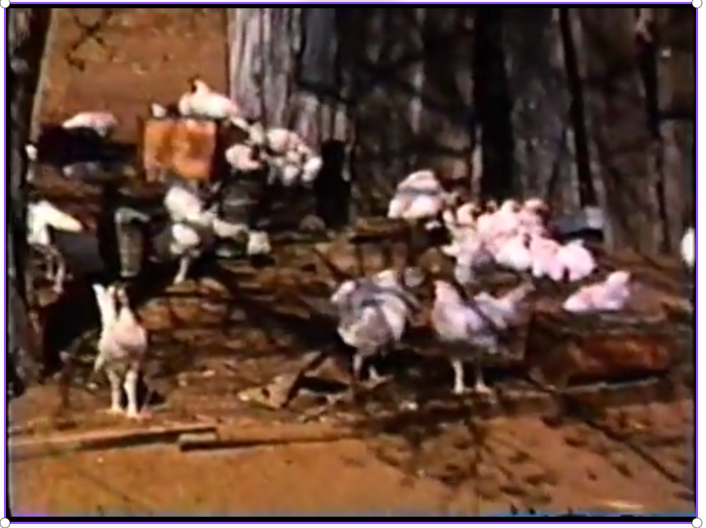 Chickens in the yard