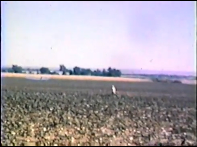 Crop spraying airplane, flagger in the field