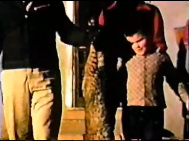 Bobcat shot and killed