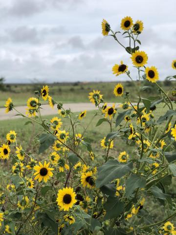 Prairie sunflowers