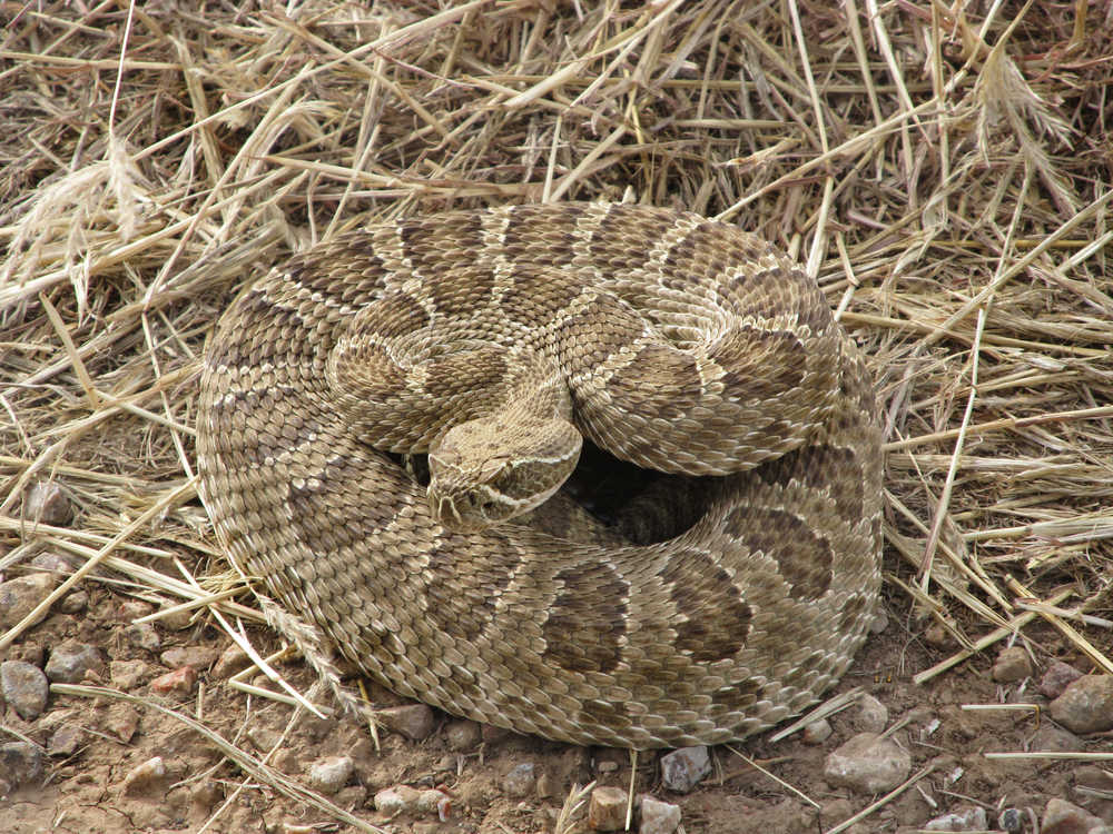 Coiled rattlesnake