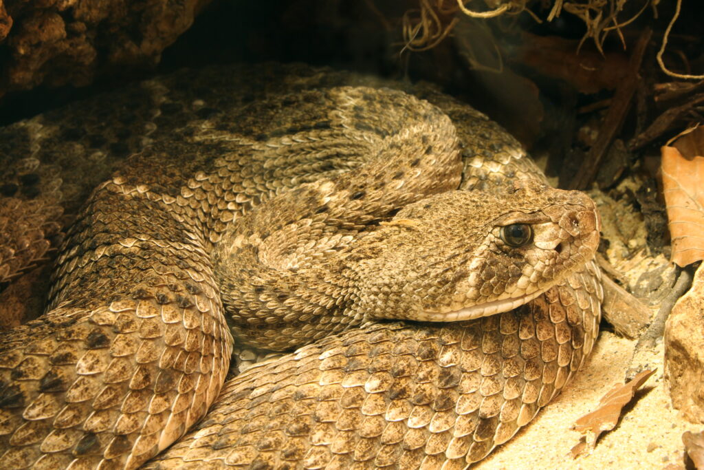 Picture of a coiled rattlesnake