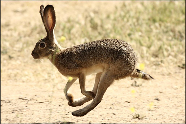 Jackrabbit