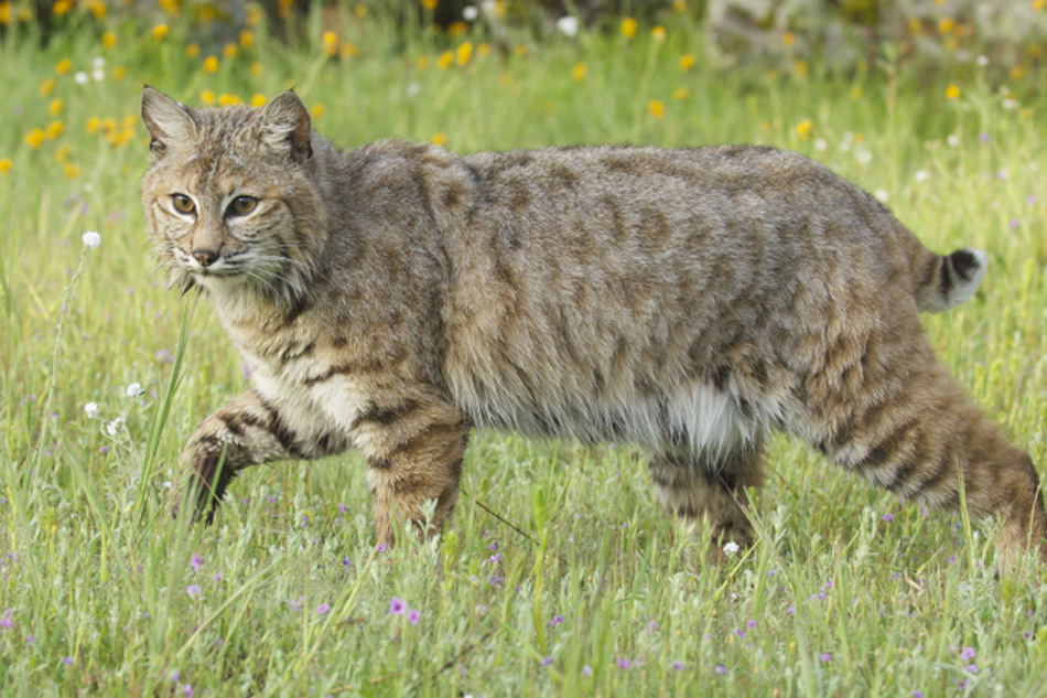 Picture of a bobcat