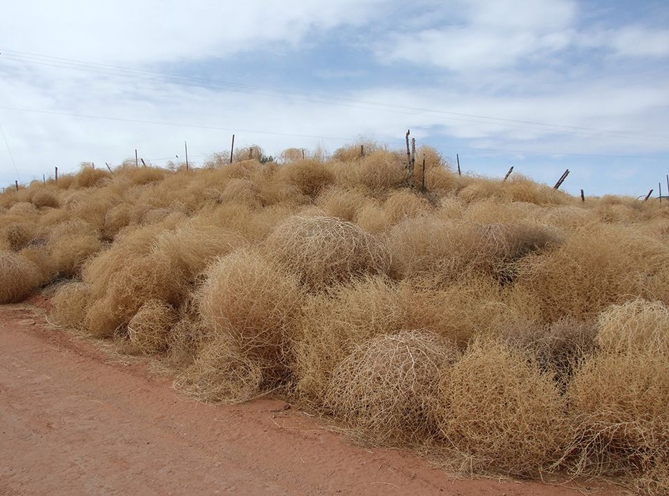 Tumbleweeds against a fence in the Texas Panhandle